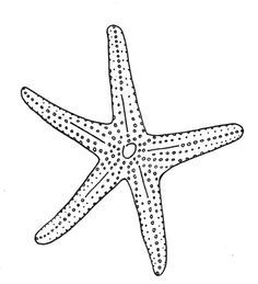 236x259 Best Photos Of Free Printable Pictures Of Starfish