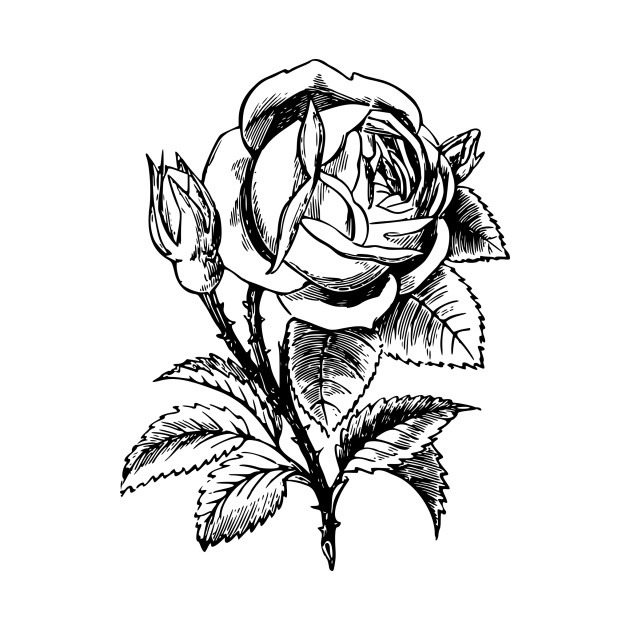 630x630 Rose Drawing