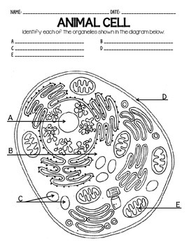 270x350 Drawn City Animal Cell