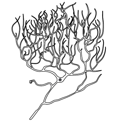 400x403 Phases Of The Cell Cycle (Article) Khan Academy