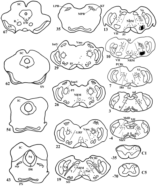 537x637 Projection Drawing Of Transverse Section Through The Brainstem