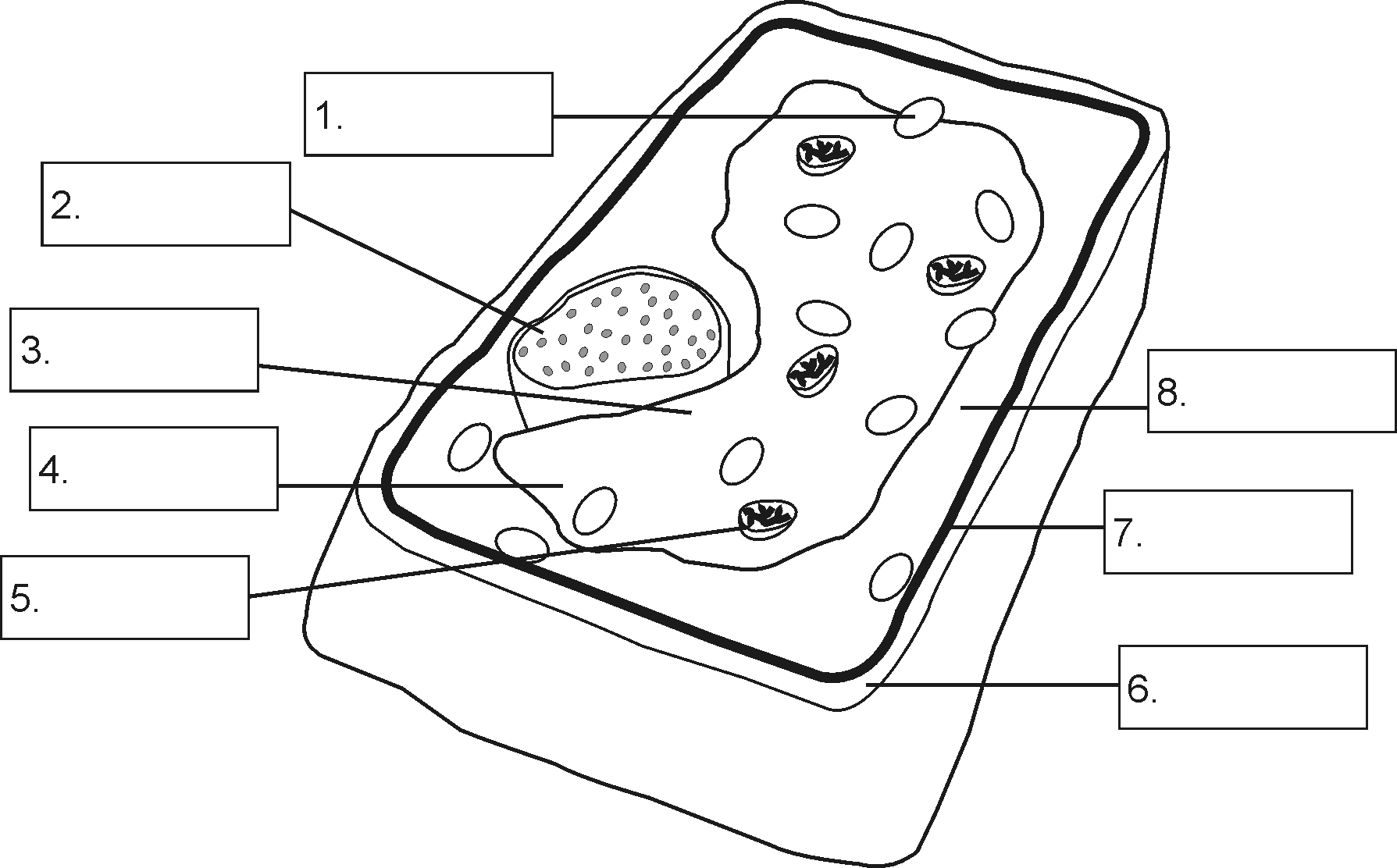1789x1112 Simple Plant Cell Drawing Structure Of A Plant Cell