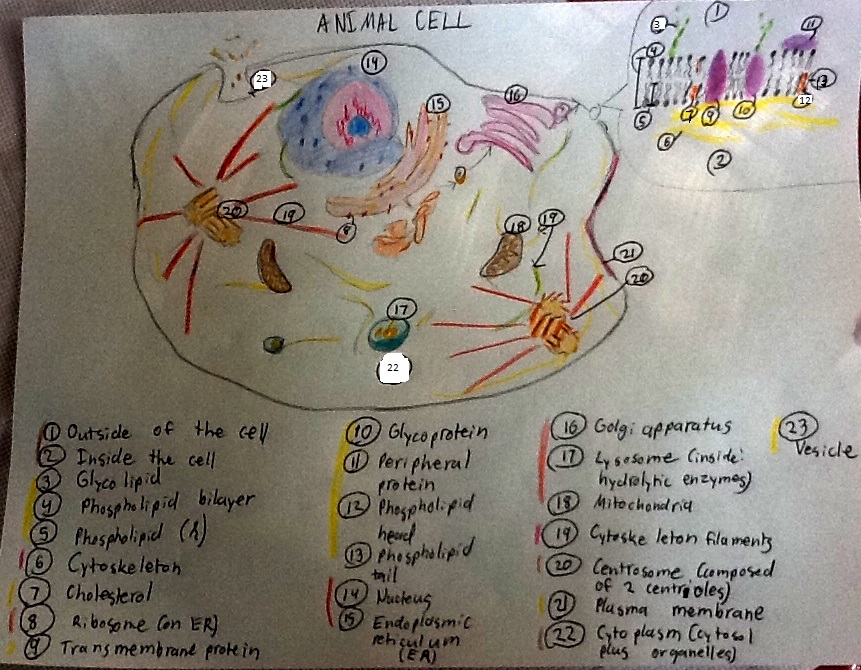 861x670 Link To Biology