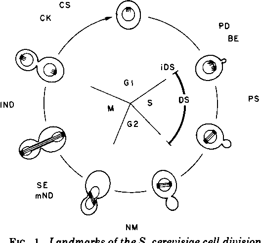 528x492 Figure 1 From Saccharomyces Cerevisiae Cell Cycle.