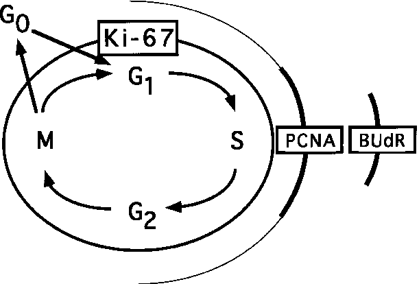611x414 Schematic Representation Of The Cell Cycle Download Scientific