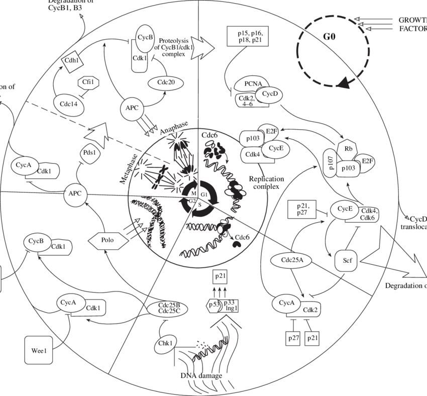 850x788 Cell Cycle Regulation In Higher Eukaryotes. Points Action