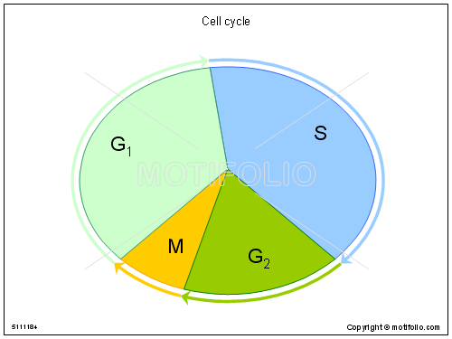 500x375 Cell Cycle Illustrations