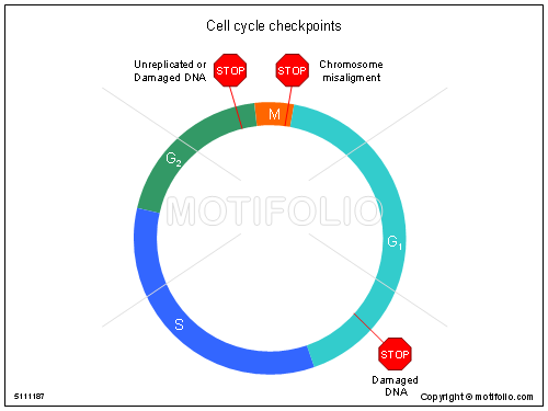 500x375 Cell Cycle Checkpoints Illustrations