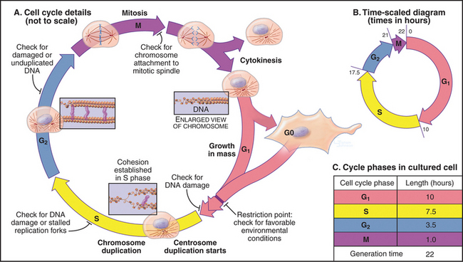 650x368 Introduction To The Cell Cycle Clinical Gate