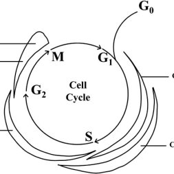 253x253 Expression Profiles Of Cyclincdk Complexes Throughout The Cell