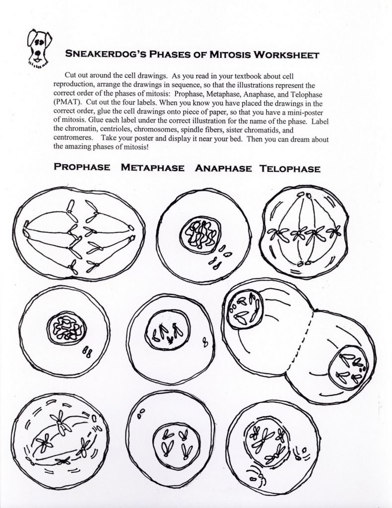 35 Mitosis Coloring And Label Worksheet Answers Labels For Your Ideas