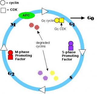 320x312 Ib Biology Control Of Cell Cycle Amp Cancer