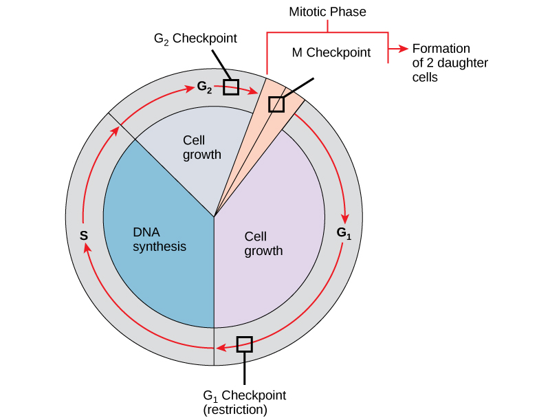 800x611 Mitosis And The Cell Cycle Biology I Laboratory Manual