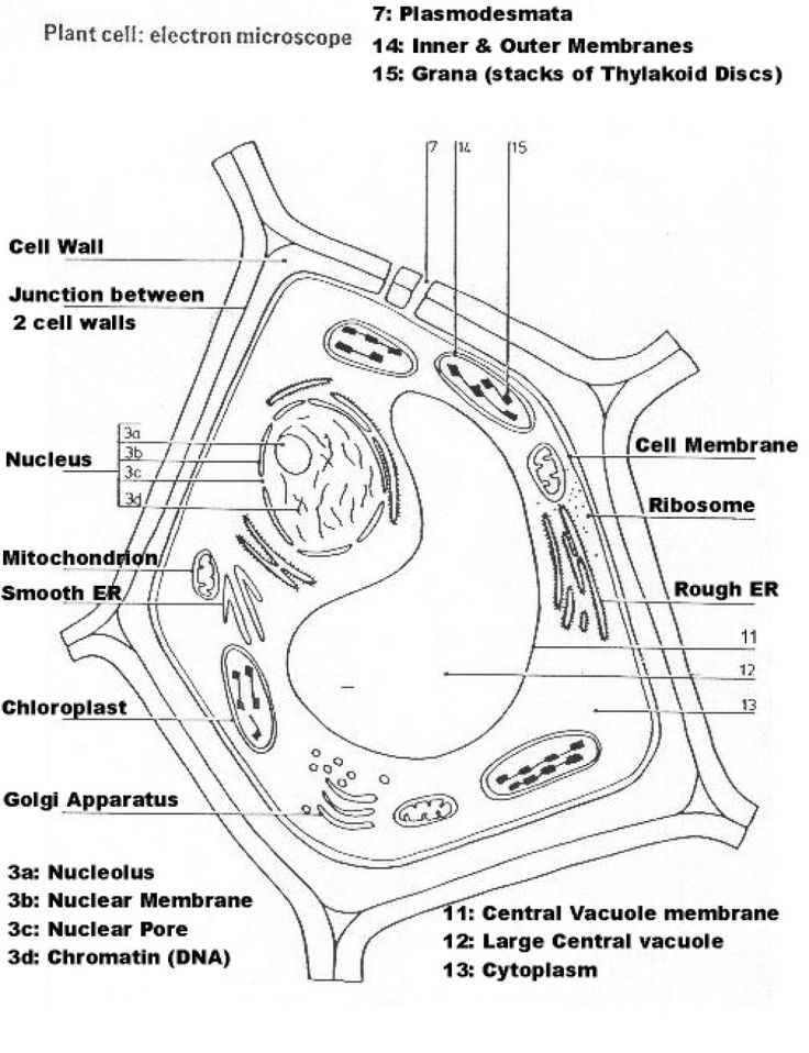 736x958 Best 45 Cell Diagram Ideas On Search, Searching And Ap