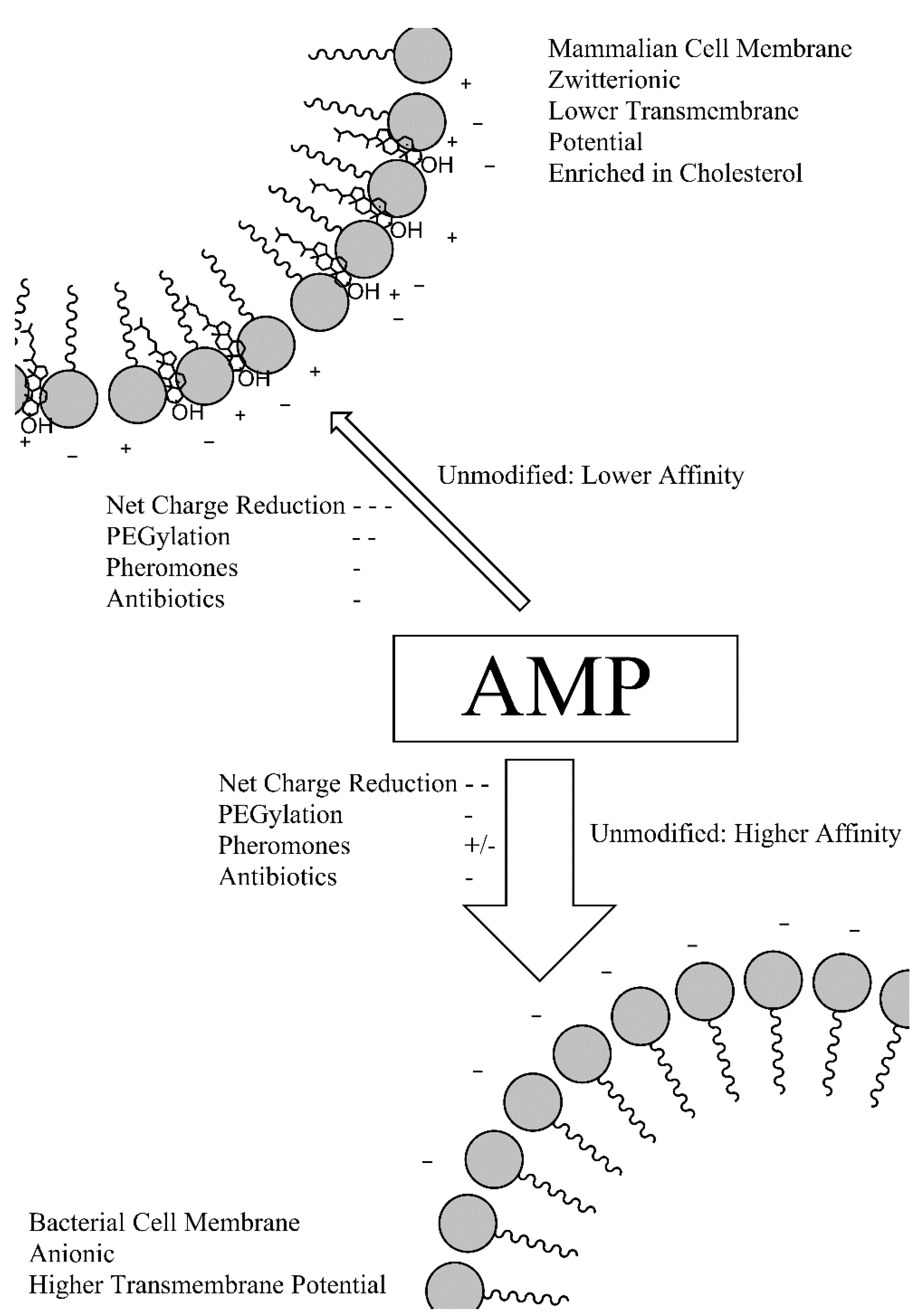 2779x3964 Molecules Free Full Text Pro Moieties Of Antimicrobial Peptide