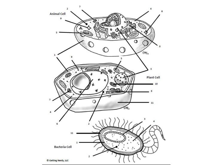 Cell Membrane Drawing Project at GetDrawings | Free download
