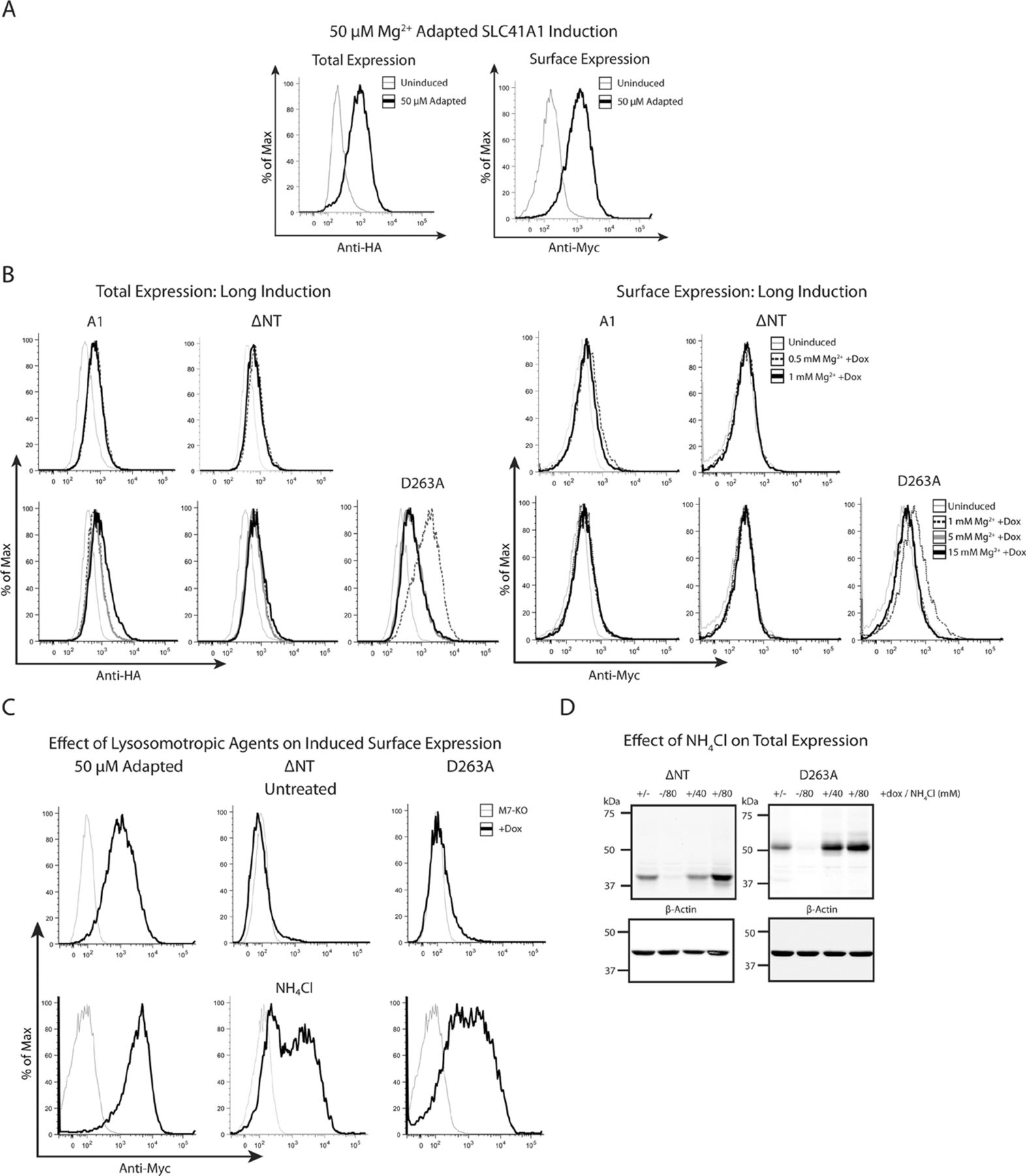 1572x1800 Slc41a1 Mg2  Transport Is Regulated Via Mg2  Dependent Endosomal