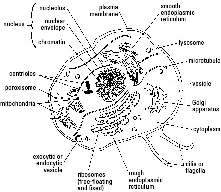 Cell Membrane Drawing Project at GetDrawings | Free download