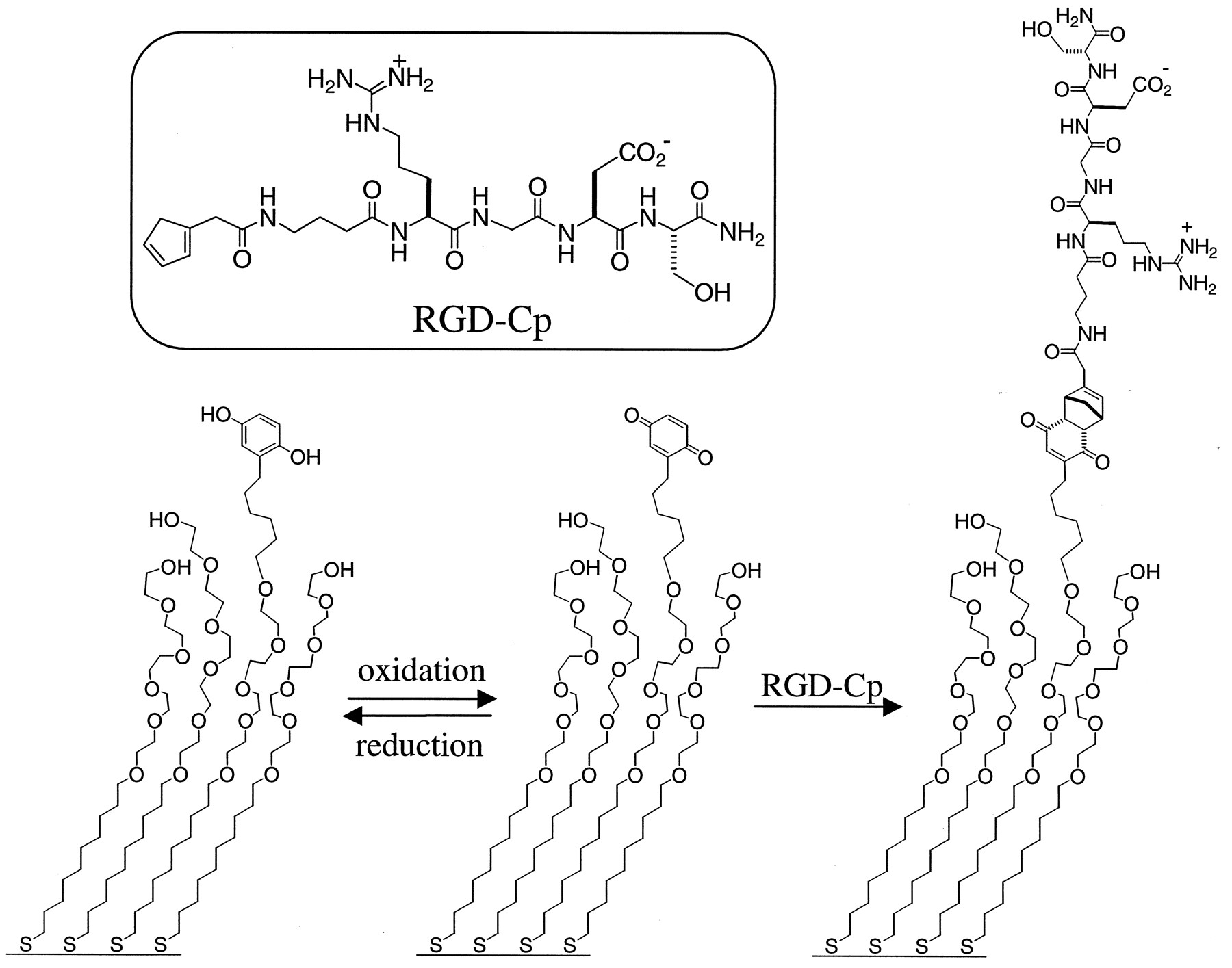 1800x1415 Using Electroactive Substrates To Pattern The Attachment Of Two