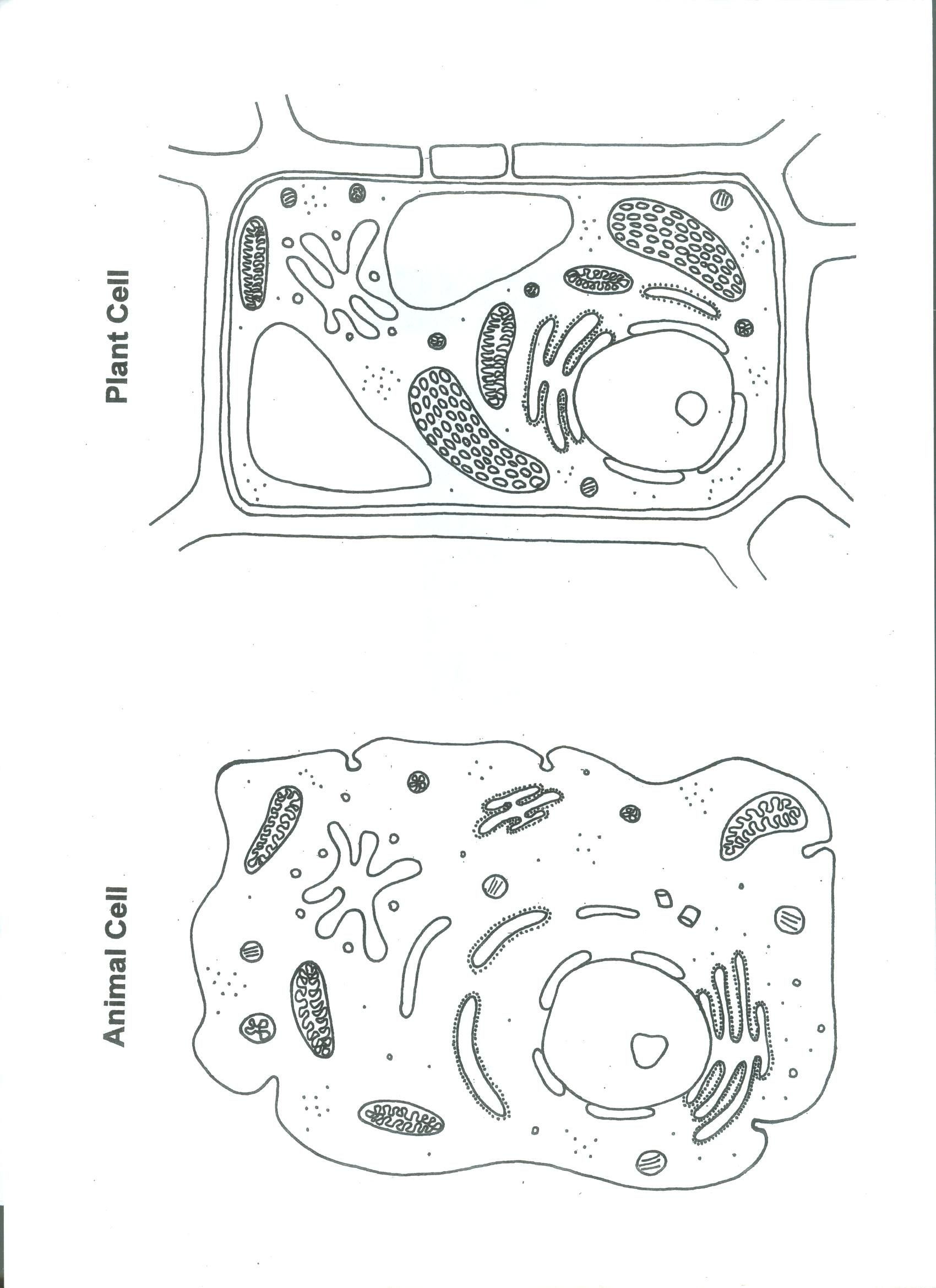 1700x2340 Plant Animal Cell