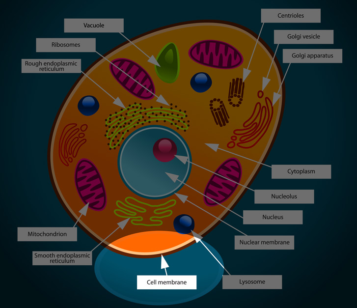 727x627 Animal Cell Membrane