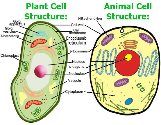 554x432 Animal Cell Model Diagram Project Parts Structure Labeled Coloring