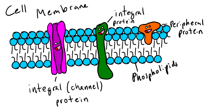720x381 Cell Membrane By H2ohauck