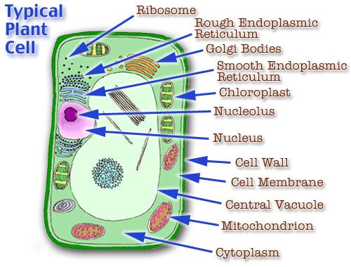 500x380 Plant Cell Model Cell Model Diagram Project Parts Structure