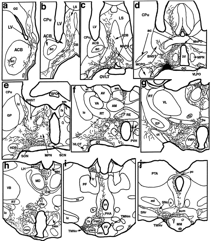 725x828 Innervation Of Histaminergic Tuberomammillary Neurons By Gabaergic