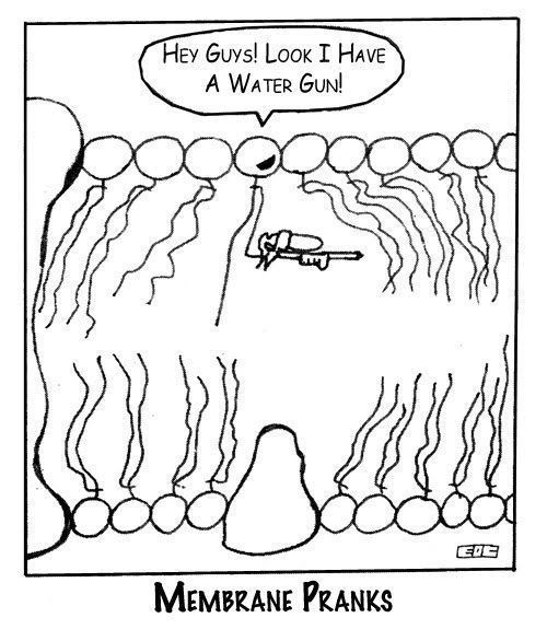 500x586 24 Best Plasma Membranecell Transporthomeostasis Images