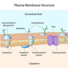 Cell Membrane Transport Drawing Project at GetDrawings | Free download