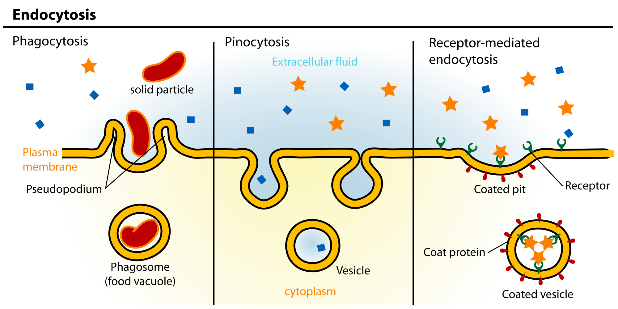 2000x1000 Endocytosis