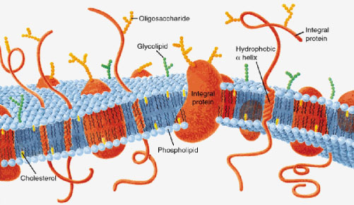 501x290 A. Cell Unit Of Function