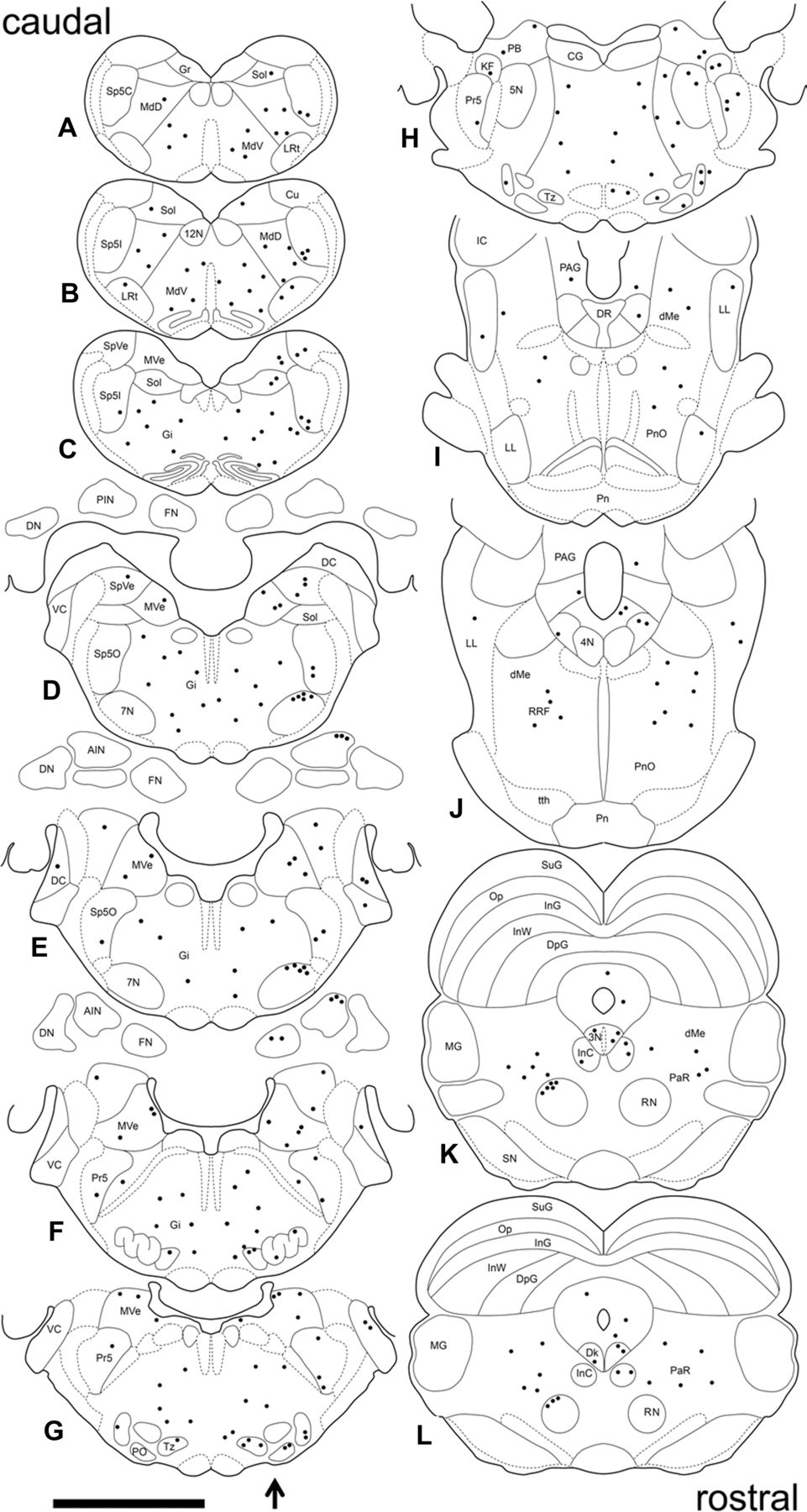 961x1800 Anatomical Characterization Of A Rabbit Cerebellar Eyeblink