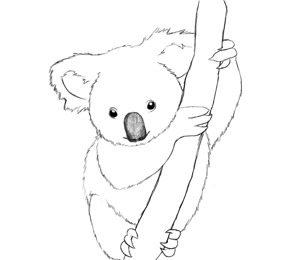 981x900 Simple Bear Drawing How To Draw A Koala Discovery Channel