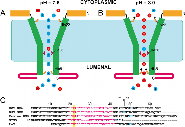 720x492 Model Of The Sh Protein Channel. Schematic Drawing Representing