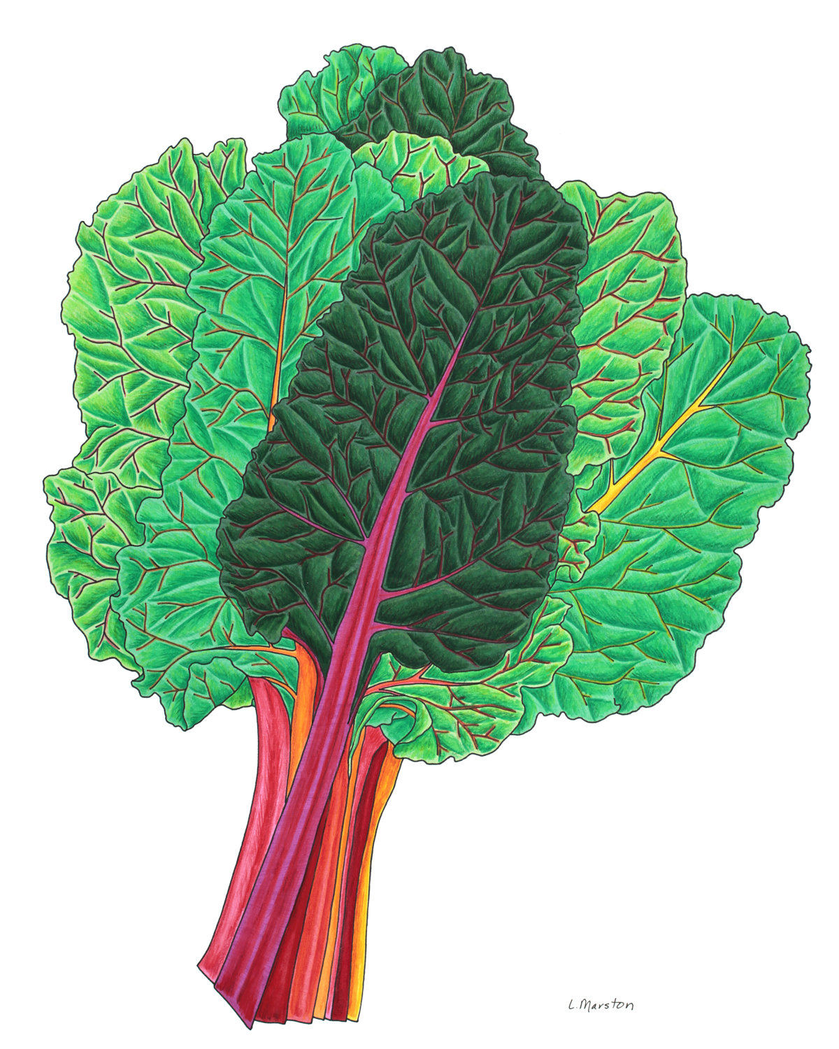 1200x1500 Swiss Chard Vegetable Print