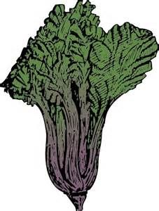 227x300 Swiss Chard Drawing