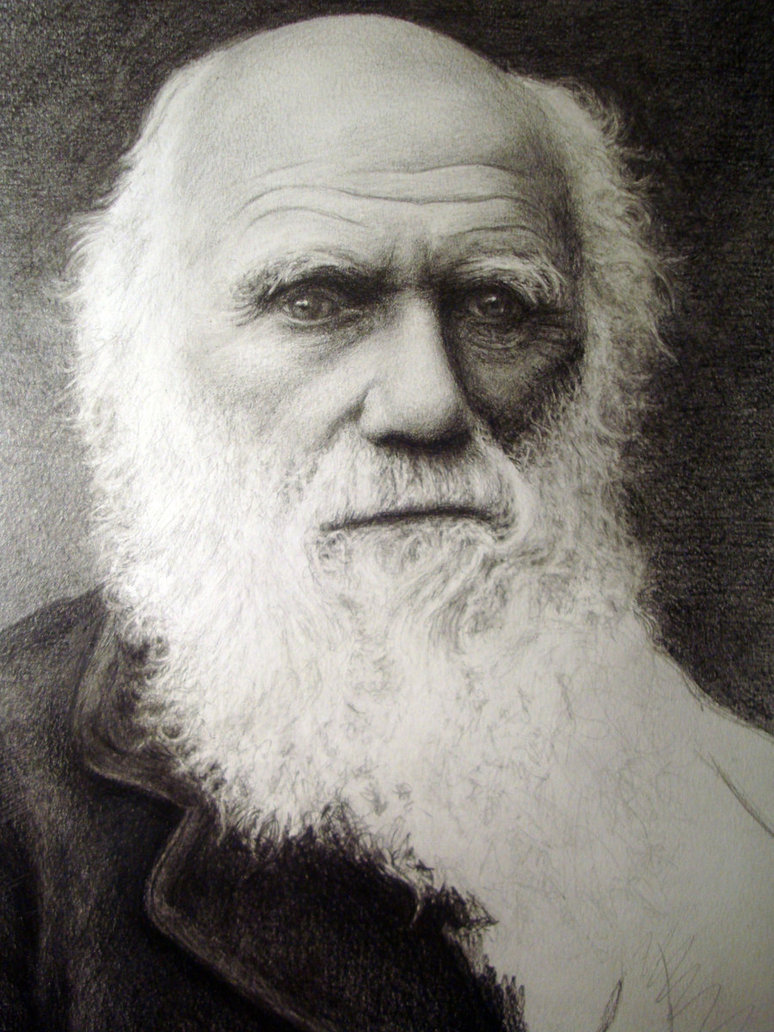 774x1032 Charles Darwin Wip By Deniseesposito