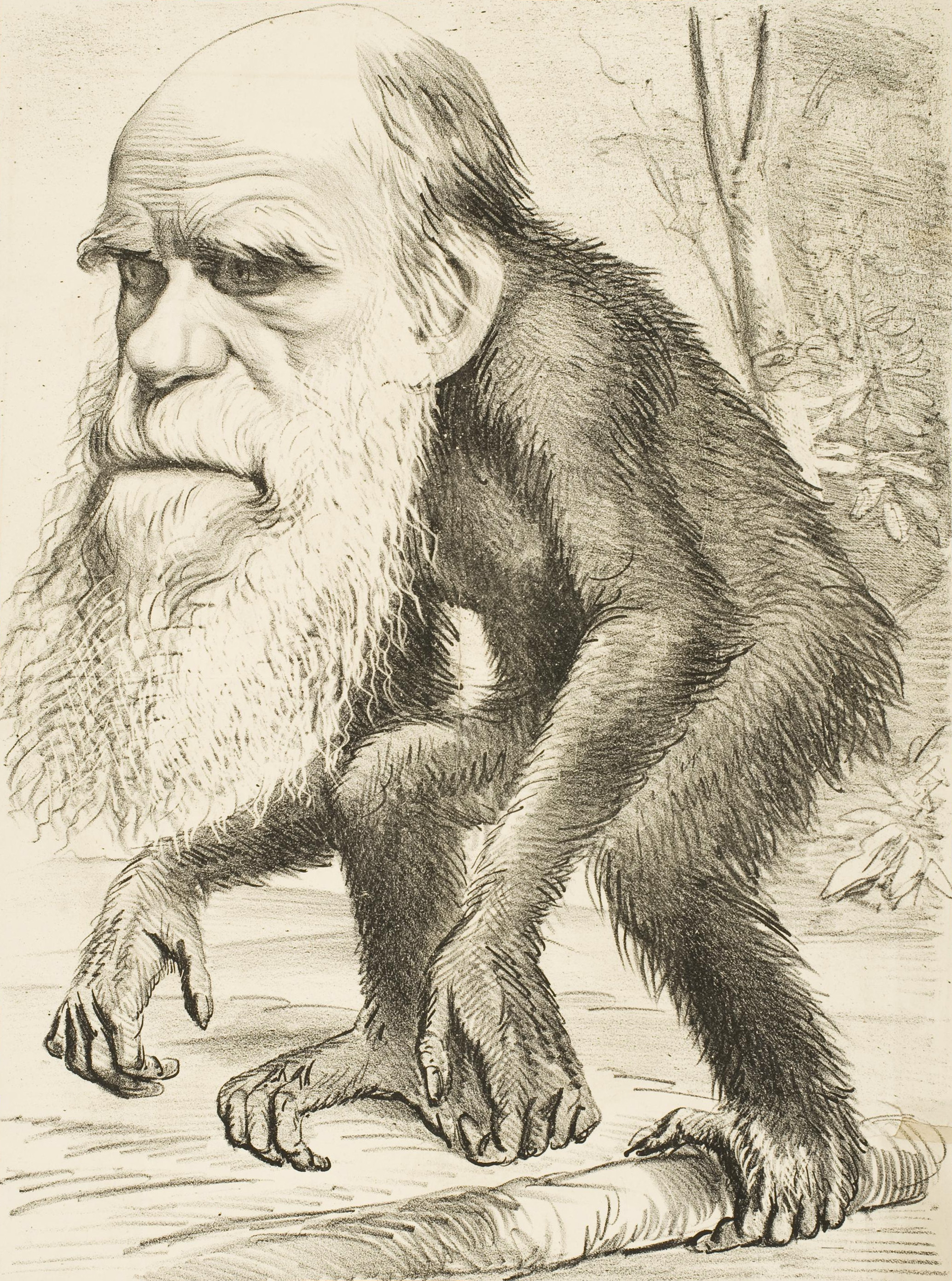 2068x2782 Darwin As An Ape The Weekly Show
