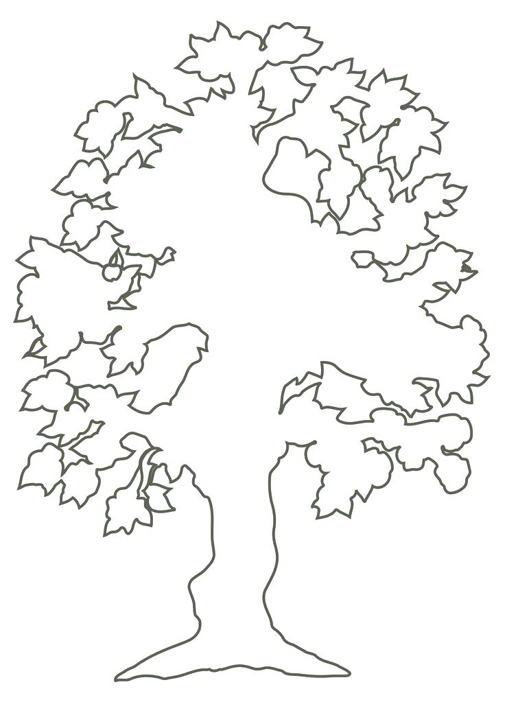 736x1023 Outline Tree Cherry Blossom Mural Outline By On Banyan Tree