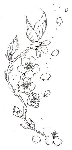 236x490 Cherry Blossom Drawing Images
