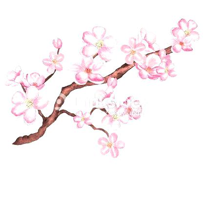 Cherry Blossom Tree Drawing Outline at GetDrawings | Free download