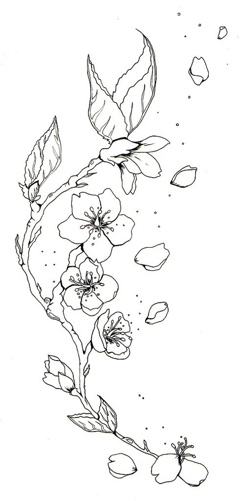 493x1024 Cherry Blossom Sketch Tattoos Cherry Blossom Tattoo B W Tattoos