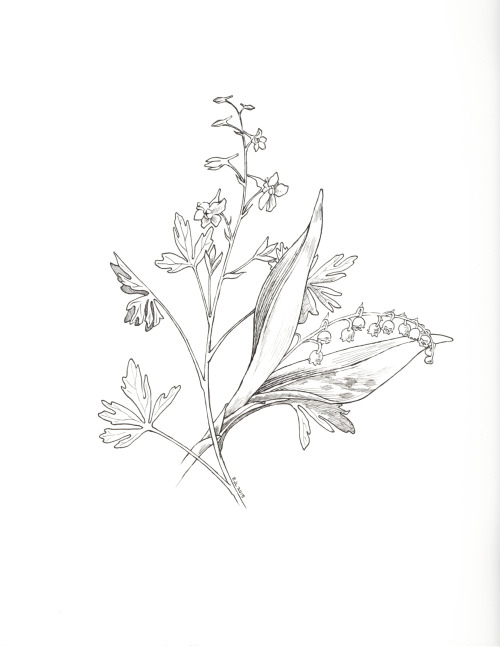 500x647 Birth Month Flower Tumblr