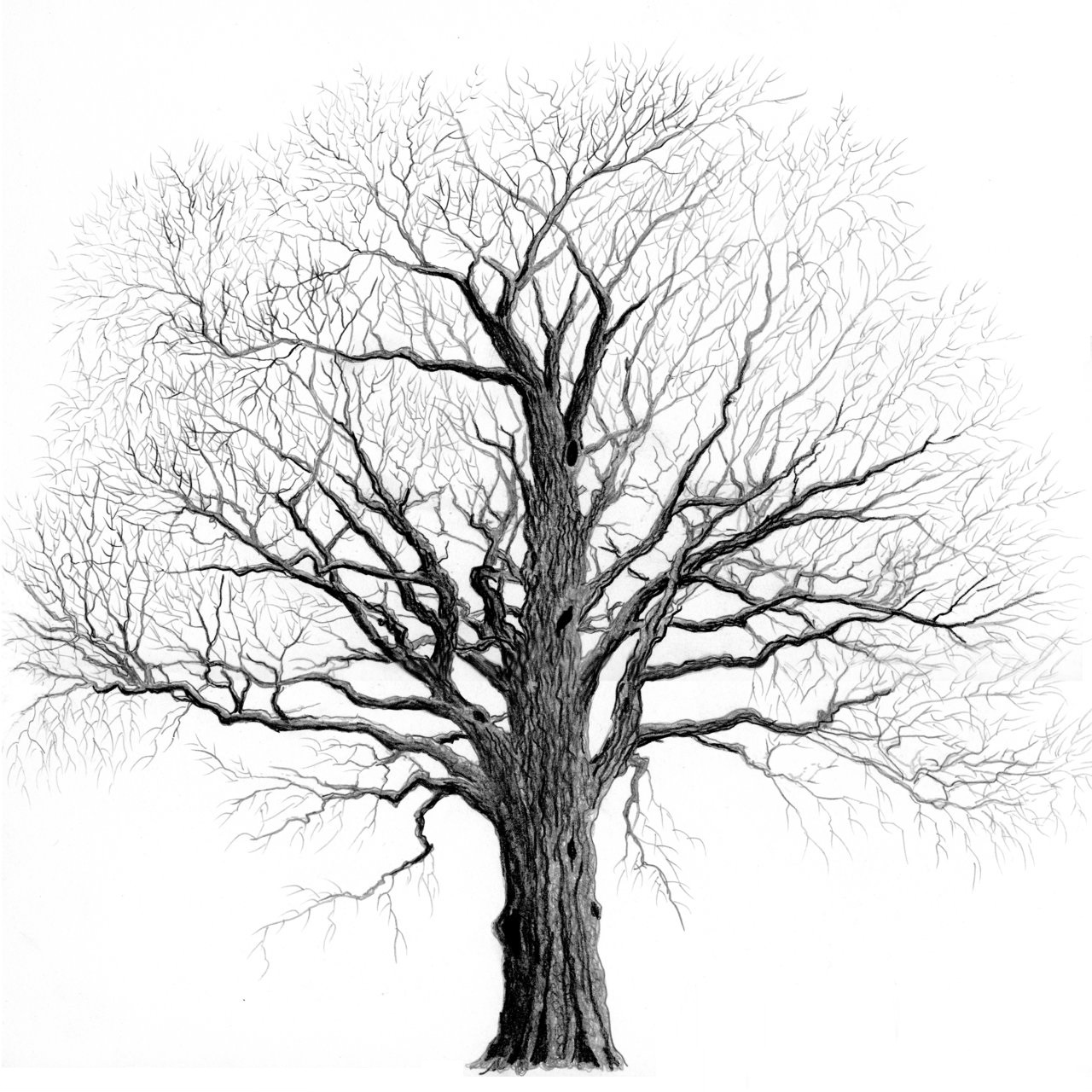 1280x1280 Collection Of Tree Tumblr Drawing High Quality, Free
