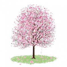 236x236 Cherry Blossom Tree Drawing Cherry Blossoms