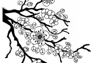 300x210 Drawings Drawing Ideas Sakura Tree Drawing Lovely Chinese Cherry