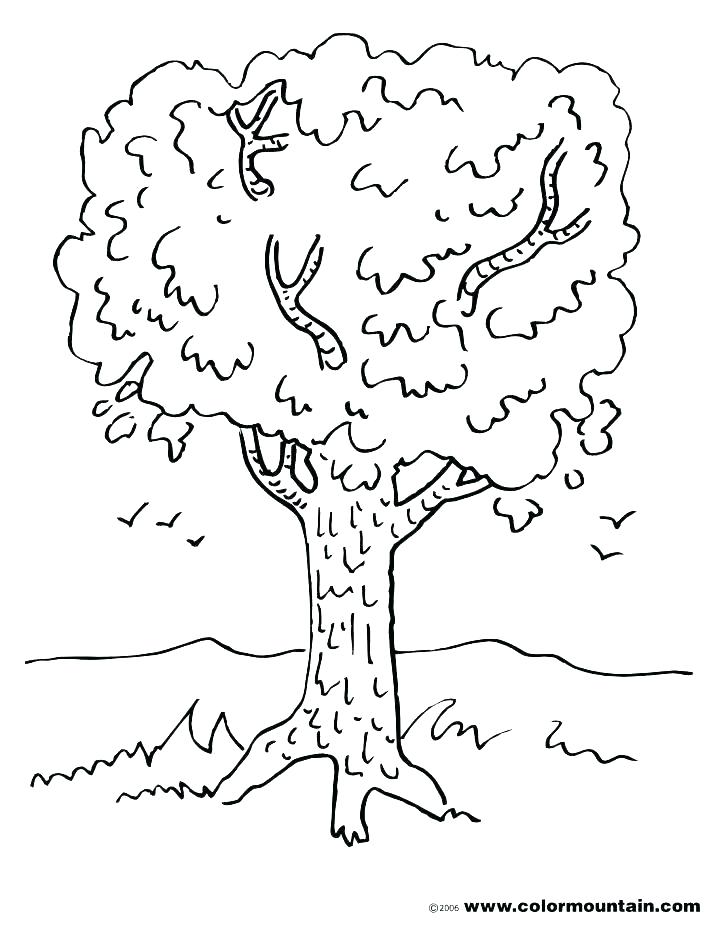 728x928 Coloring Pages ~ Tree With Roots Coloring Page Choice Image Pages