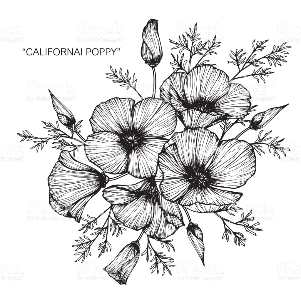 1024x1024 Black And White Flower Drawing Choice Image